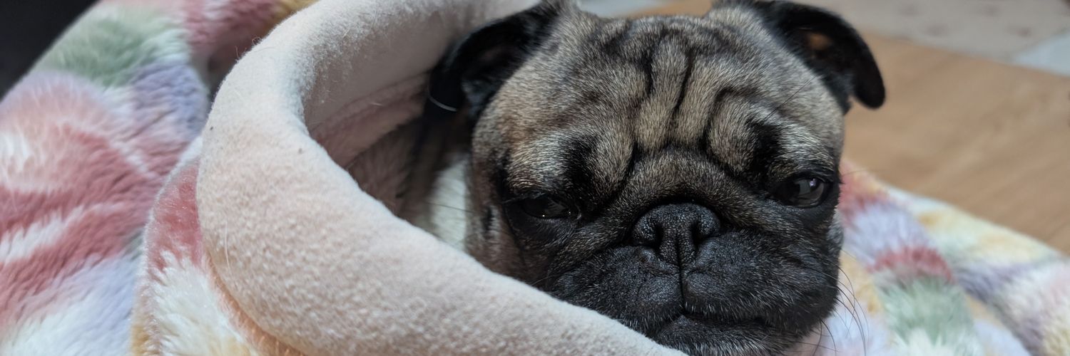 パグヤンキー banner