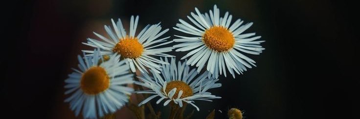 yhśì banner