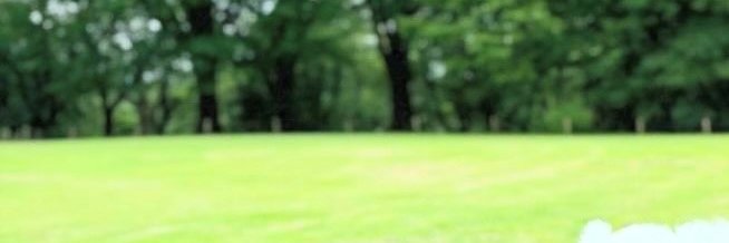 佐々木りさ🌳 banner