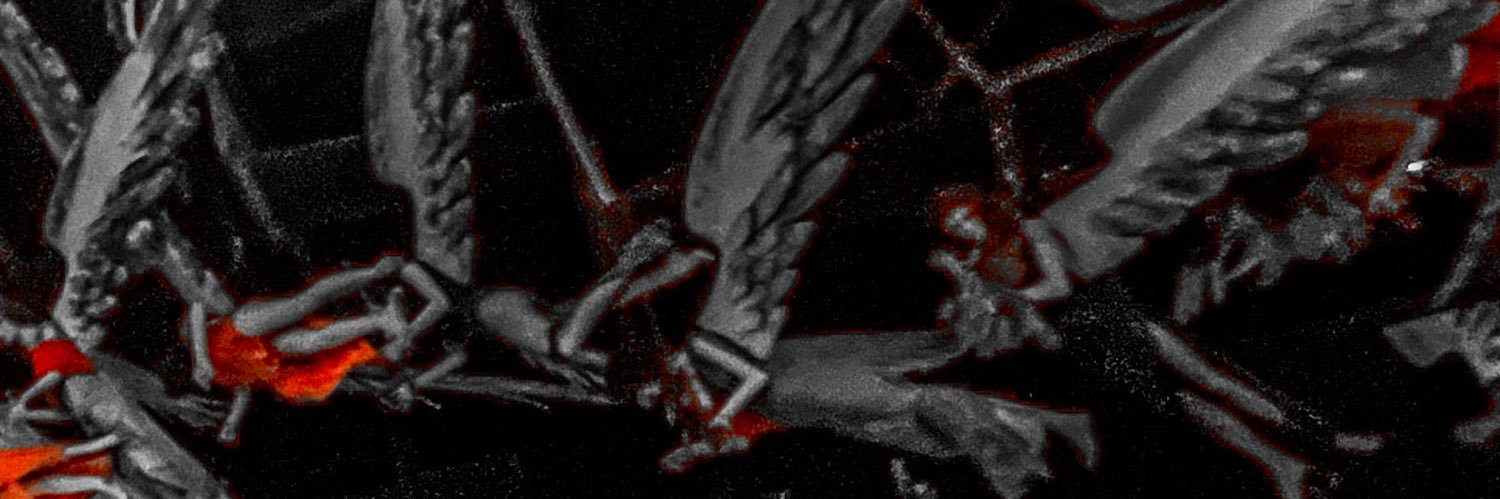 biju zimmerman banner