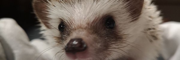 nekoten201 Profile Banner