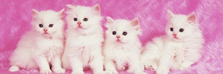 Kokitozw's profile banner image