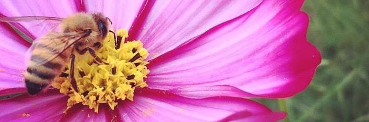 ほよほよ banner