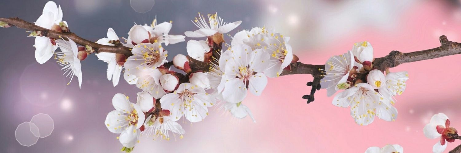 Leonova_12's profile banner image