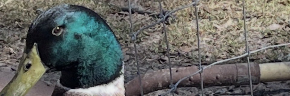 Chickenmath7140's profile banner image