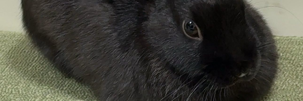 PhilipDrawings's profile banner image