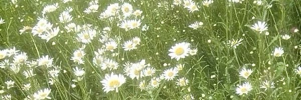 Li0000p Profile Banner