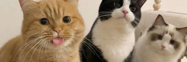 pastacikin Profile Banner