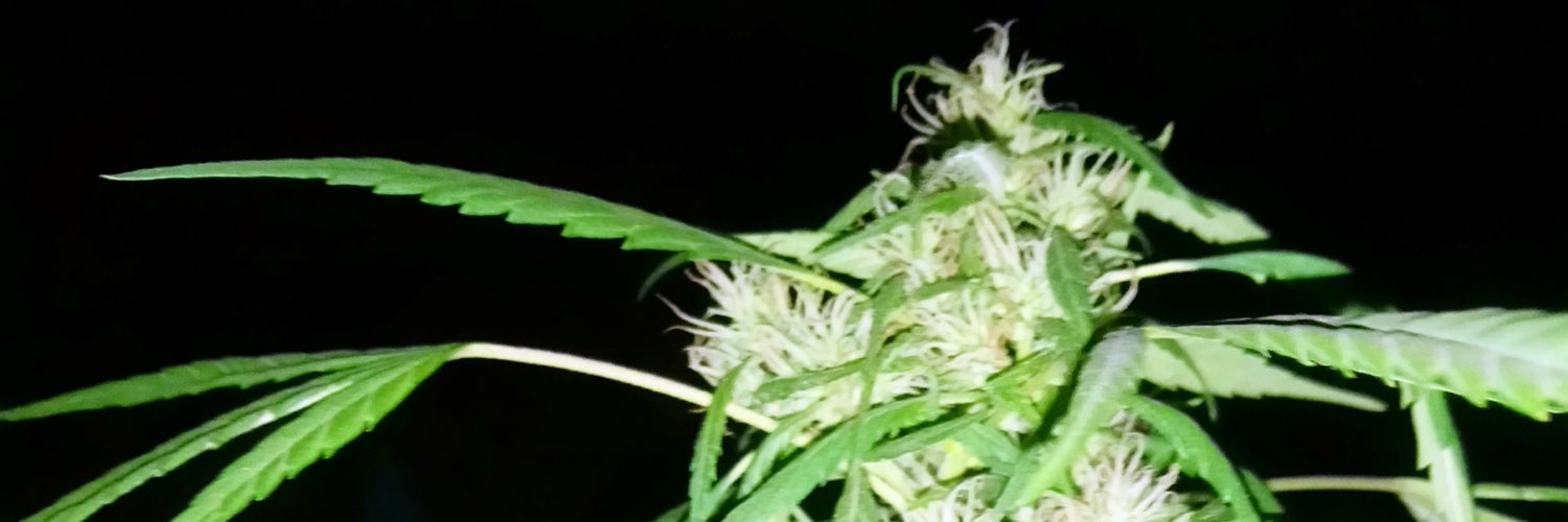 MSexandrugs's profile banner image