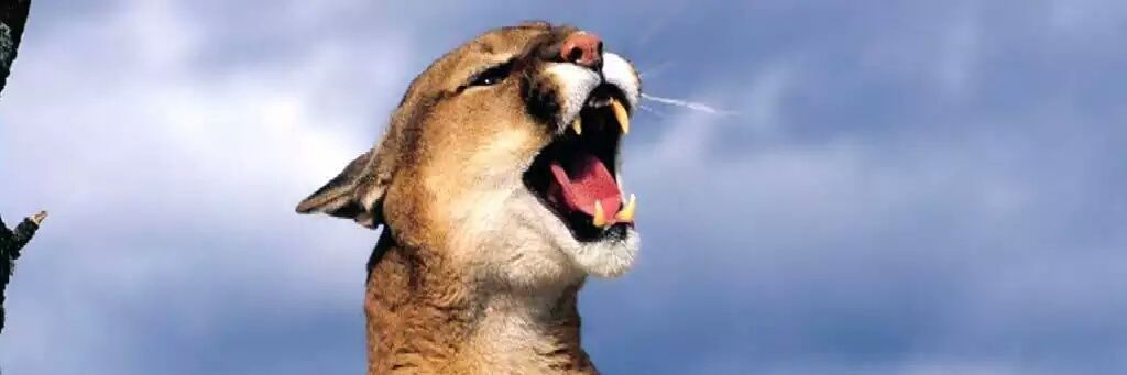 fedeariza's profile banner image