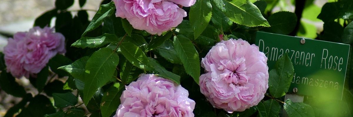 LZimmermann1's profile banner image