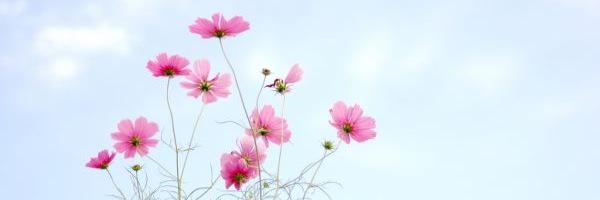 545Mlike's profile banner image