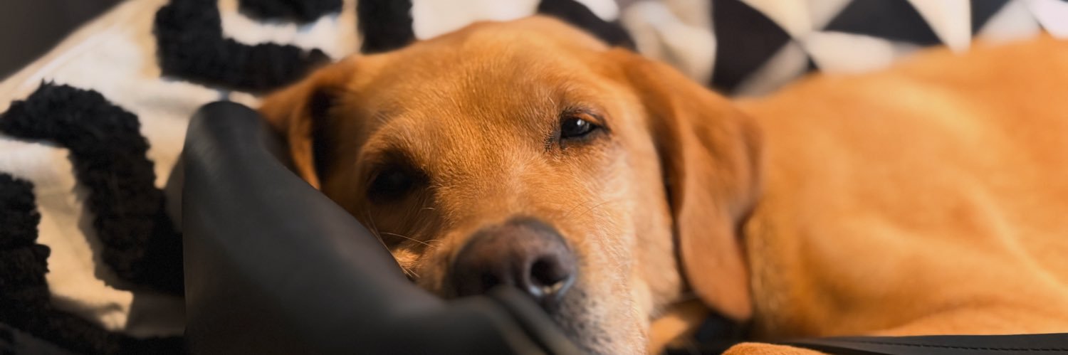 Lorena Castañeda banner