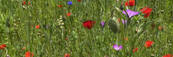 bestbottom75 Profile Banner