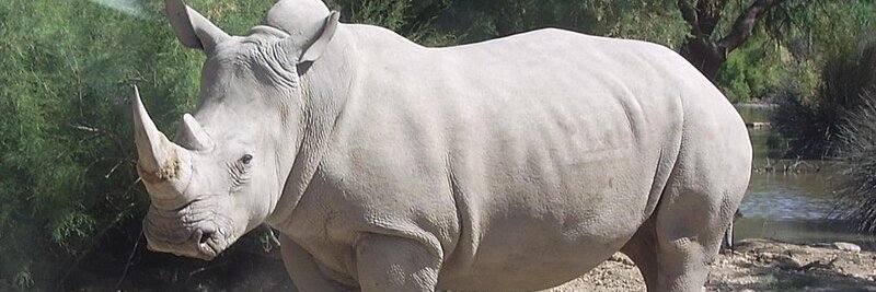 Rhinocéros banner