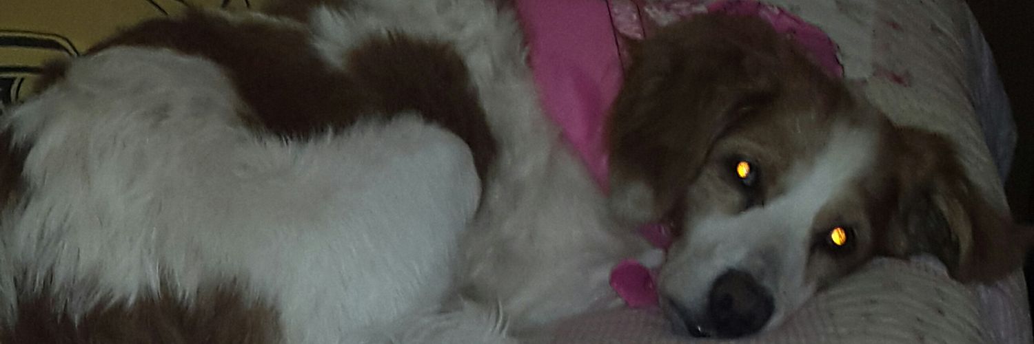 majocoo's profile banner image