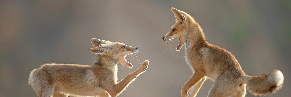 Scipio Britannicus 🐿️ banner