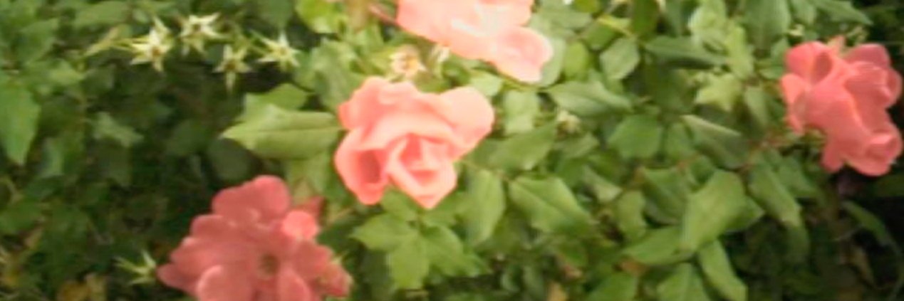 CarleneHiggins_'s profile banner image