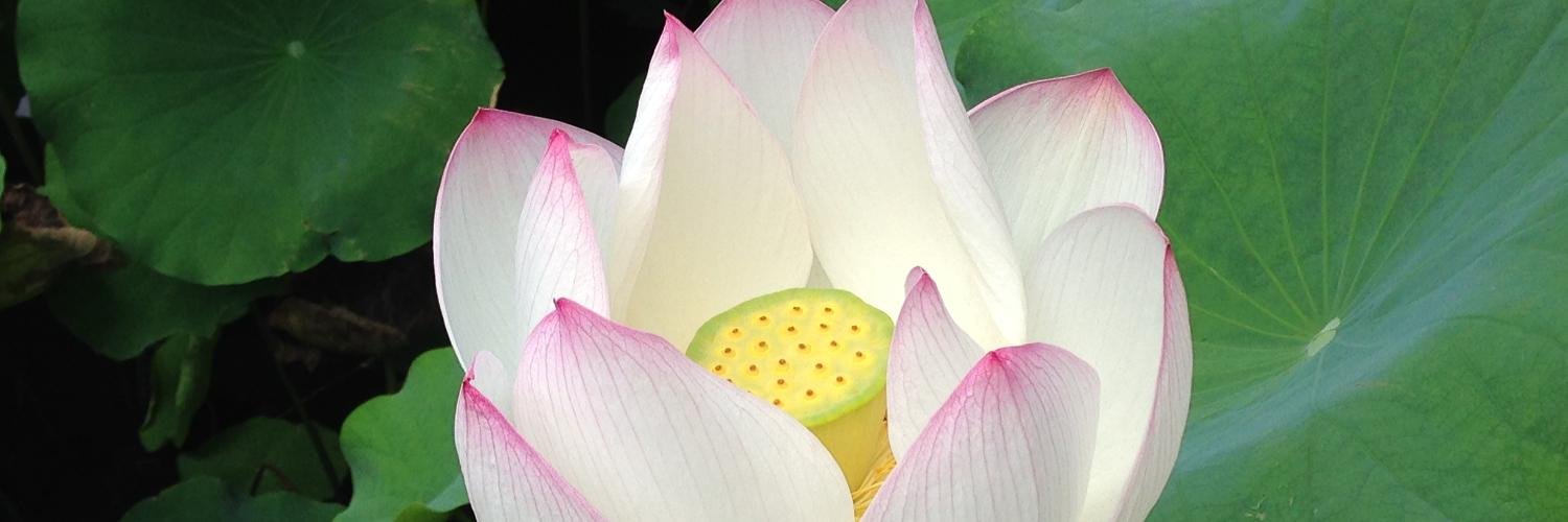 Benjamin Kerr banner