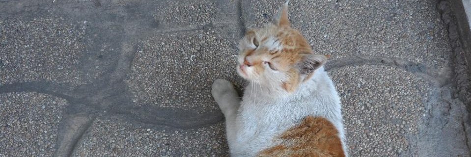 Deleyda de Lioncourt banner