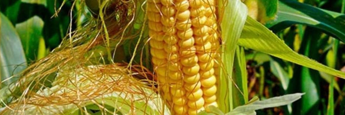 ElPeloChoklo banner