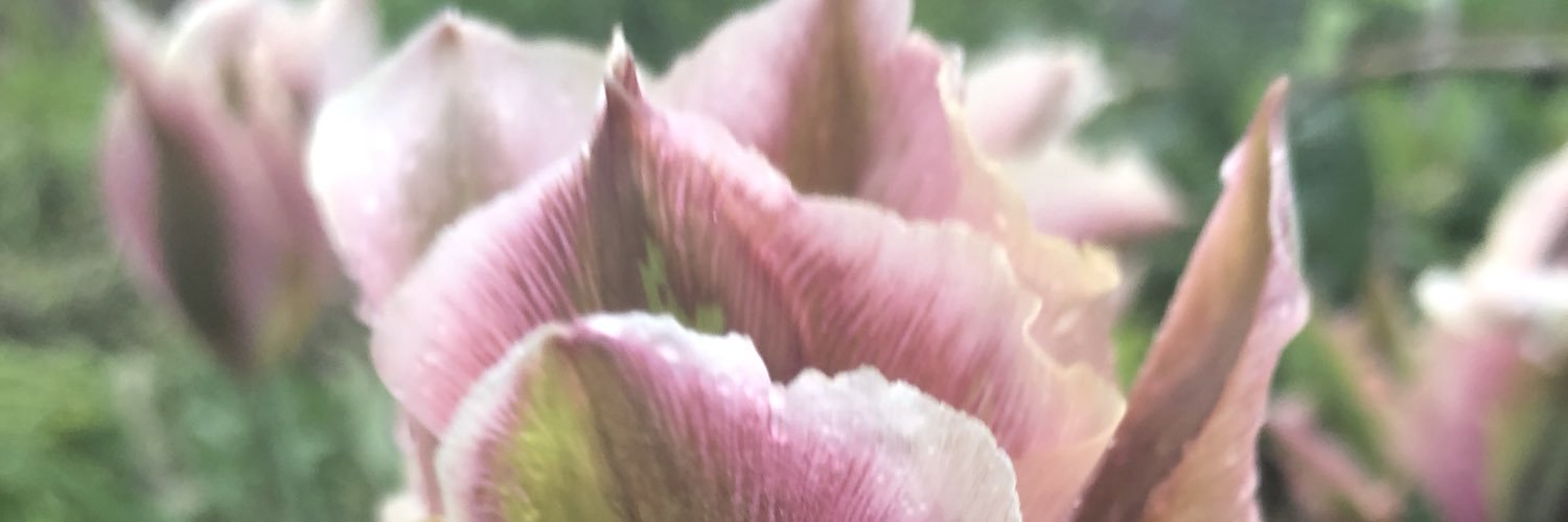 Seghobehgo's profile banner image