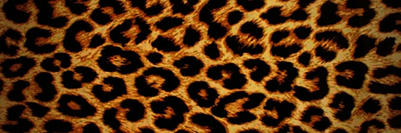 Diasinatra's profile banner image