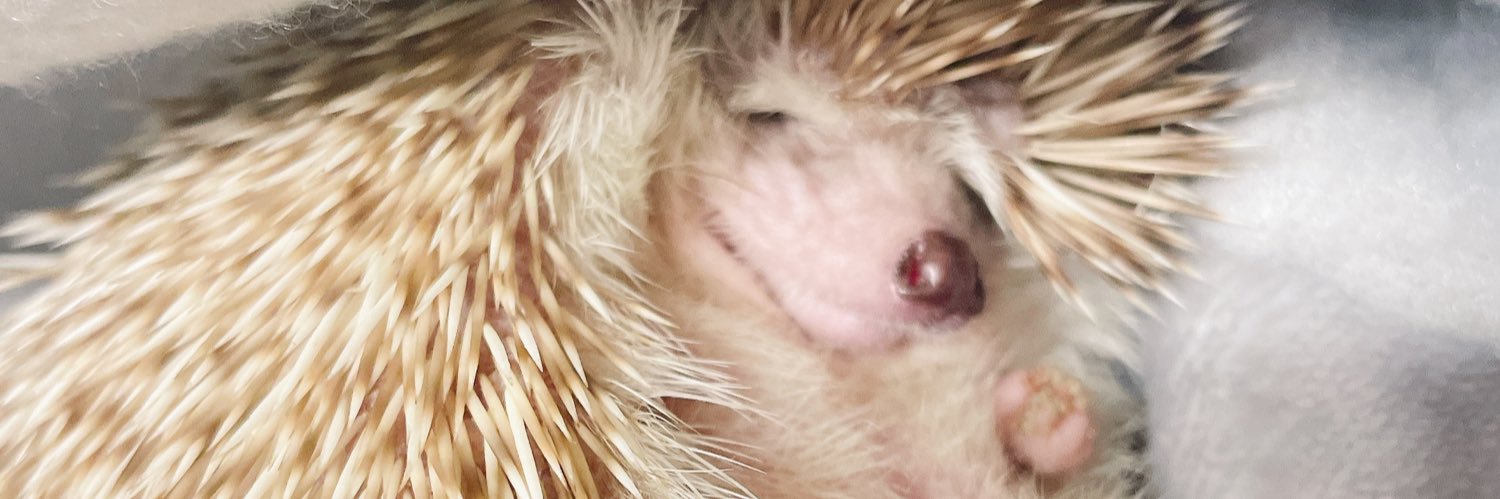 浅井とおい banner