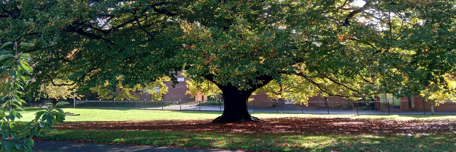 Wile E Chaote 🏴󠁧󠁢󠁥󠁮󠁧󠁿🇮🇪 banner