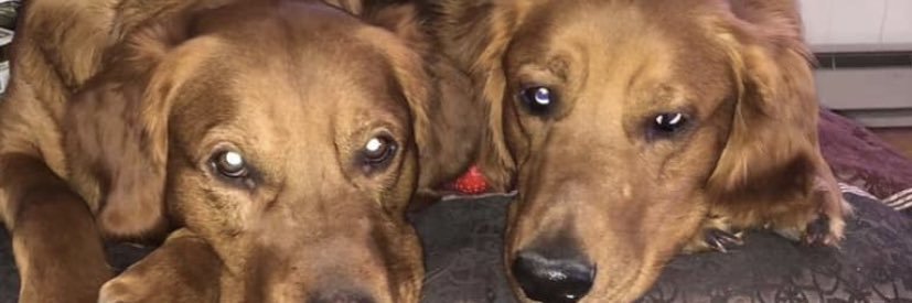 Arykhus3's profile banner image