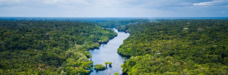 because animals love you banner