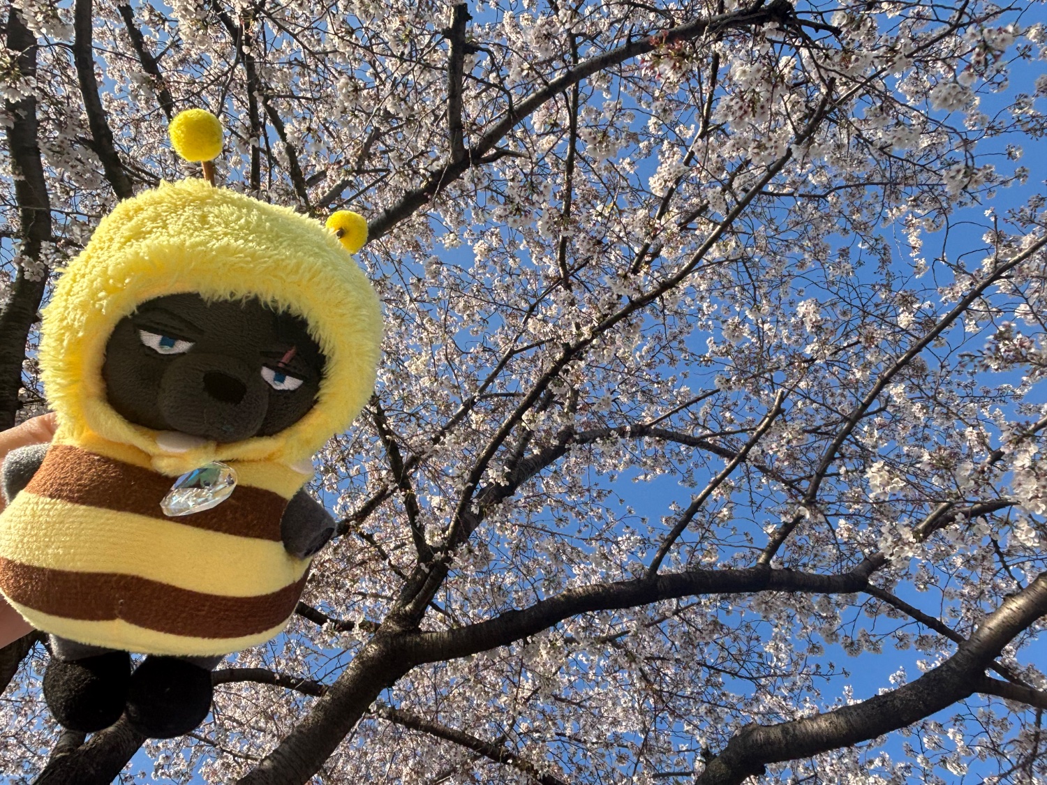 えだまめ banner
