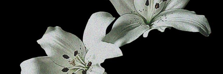L♡vett banner