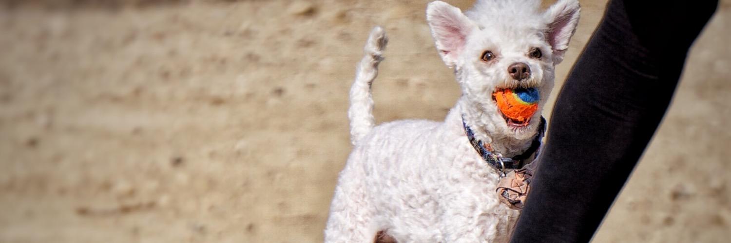 corruptgoat's profile banner image