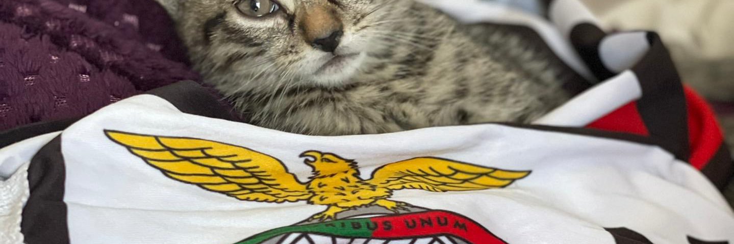Sofia banner