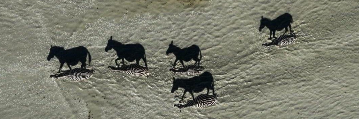 GYPSHORTED🇺🇸🌵🐾🍿 banner