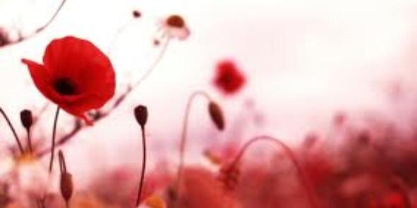 I_am_Poppy banner