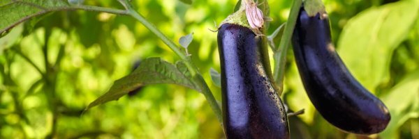 EggplantXRPL Profile Banner