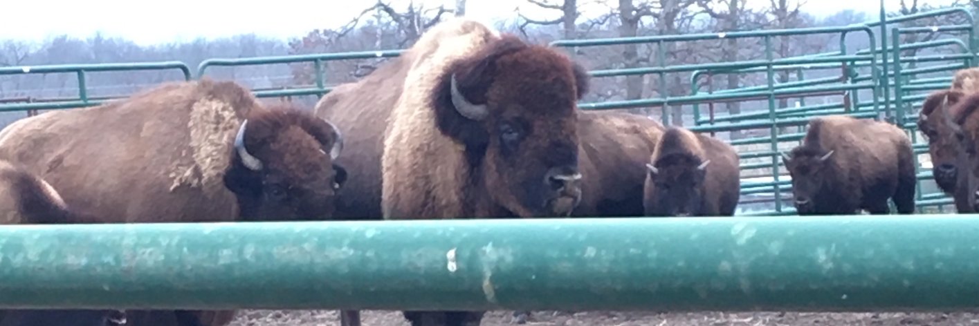 𝕱33𝕾𝕳 banner