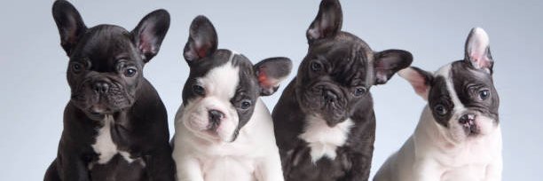 French Bulldog Universe's banner