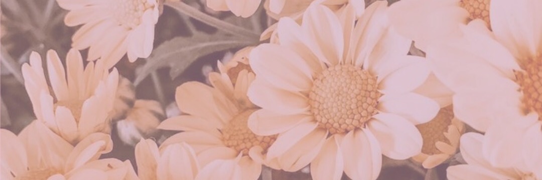 sofía banner