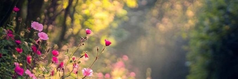 _PrettyForever_'s profile banner image