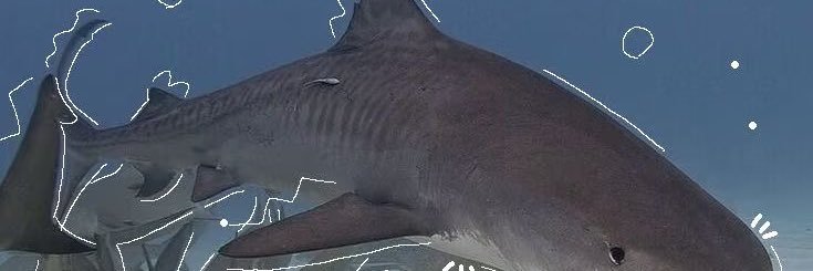 鲨鱼爱吃汉堡包 banner