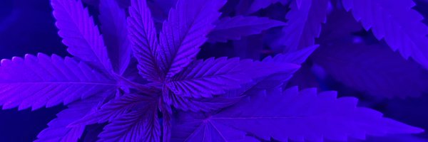 ThatAintKitty Profile Banner