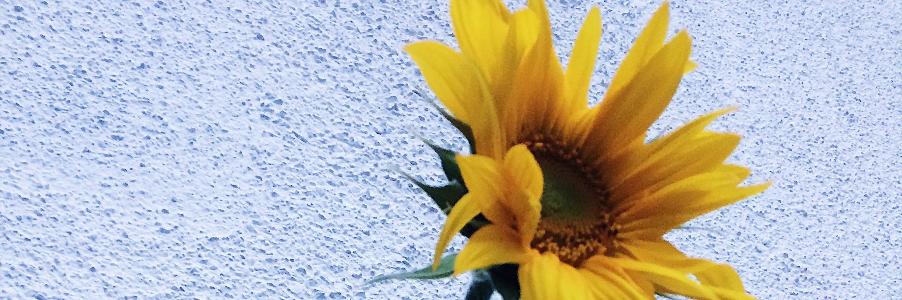 snowshinex's profile banner image