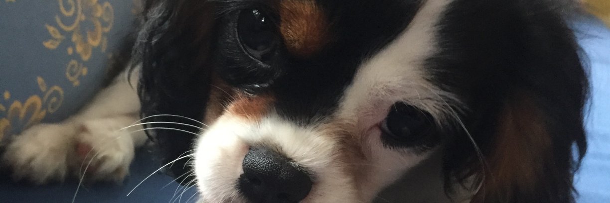 berg_jade's profile banner image