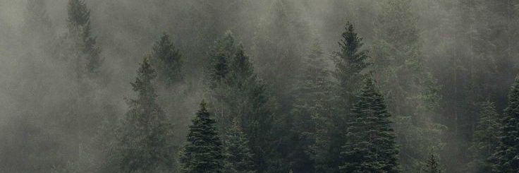 LEstefifish's profile banner image