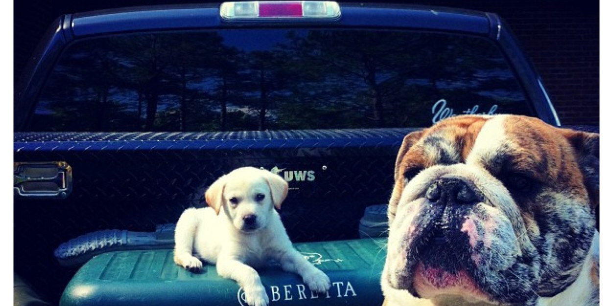 labsofinsta's profile banner image