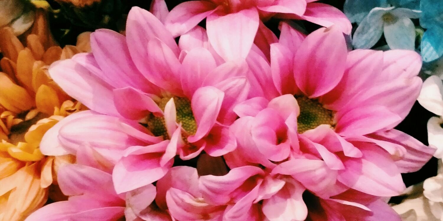 cipta normalisa banner