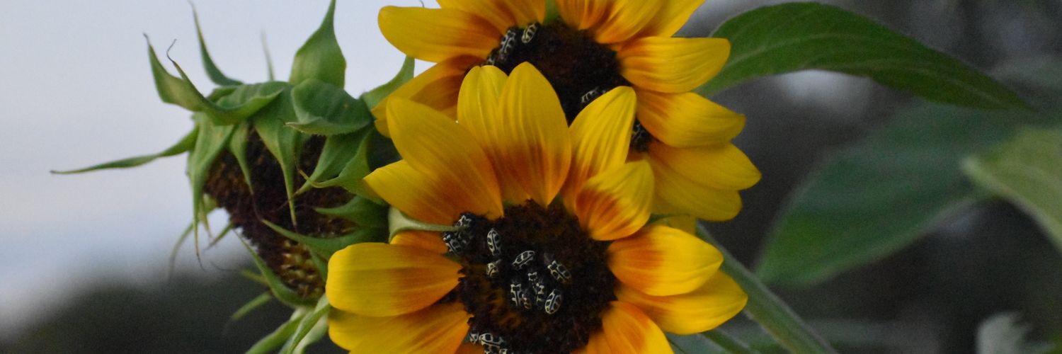 araya_vicky's profile banner image